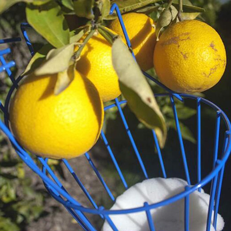 Tiefkorb-Obstpflückerkopf, tra – Gardening Tools Basket Bewertung und Preis